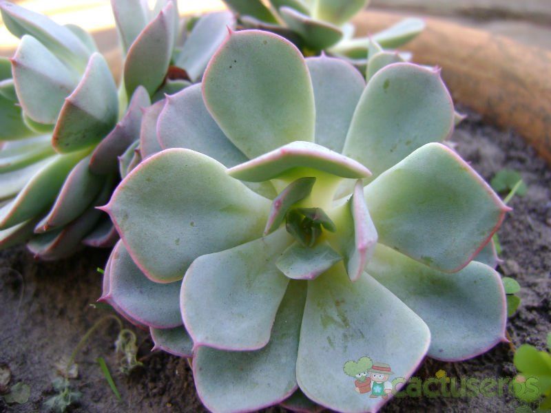 Una foto de Graptoveria cv. Debbie