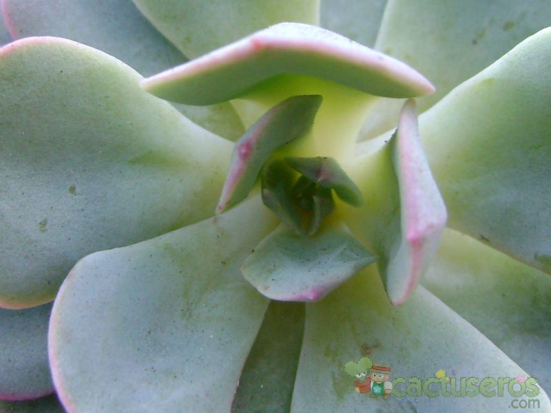 Una foto de Graptoveria cv. Debbie