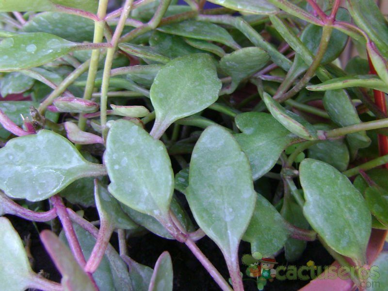 Una foto de Kalanchoe uniflora