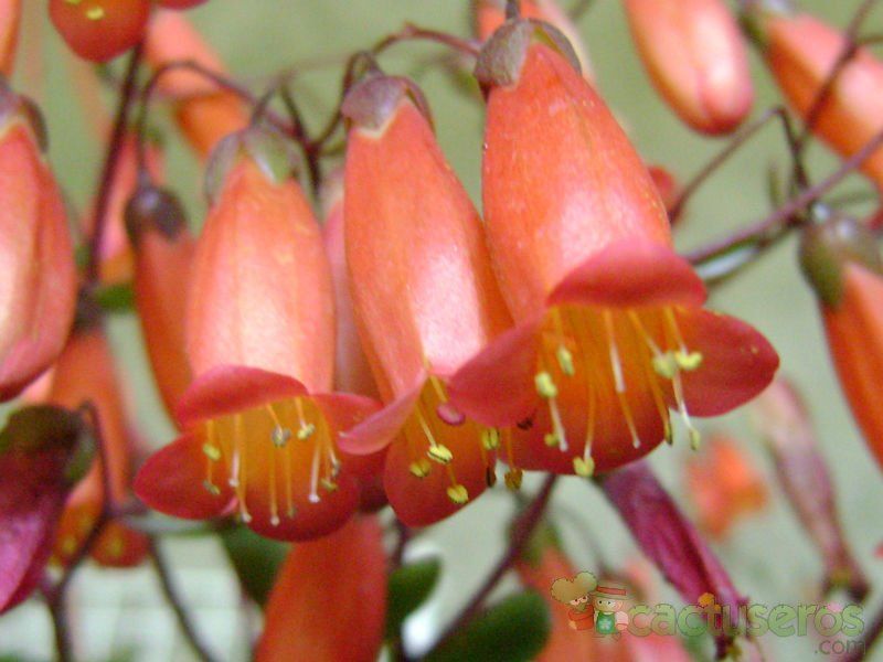 Una foto de Kalanchoe uniflora