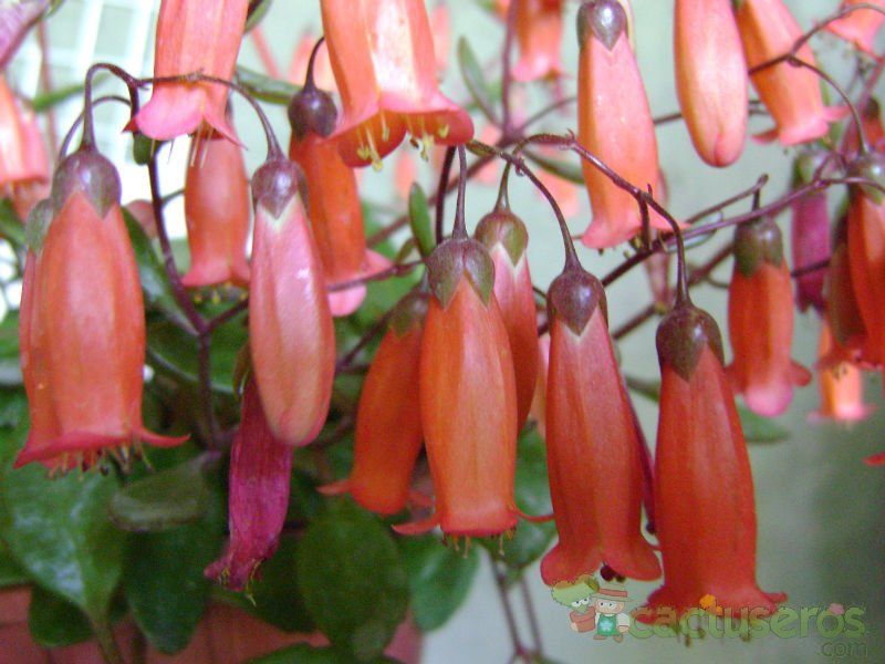 A photo of Kalanchoe uniflora