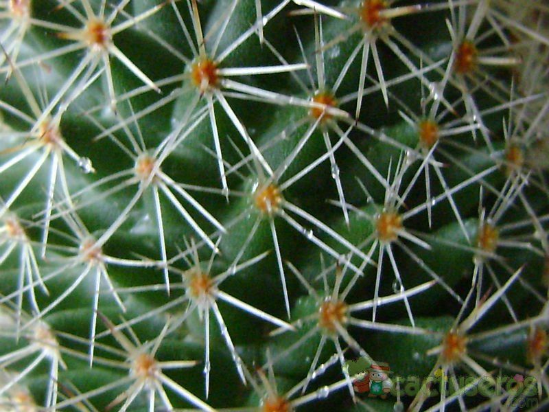 Una foto de Mammillaria nunezii