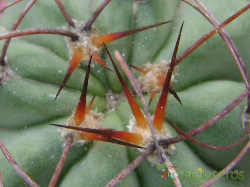 Una foto de Denmoza rhodacantha