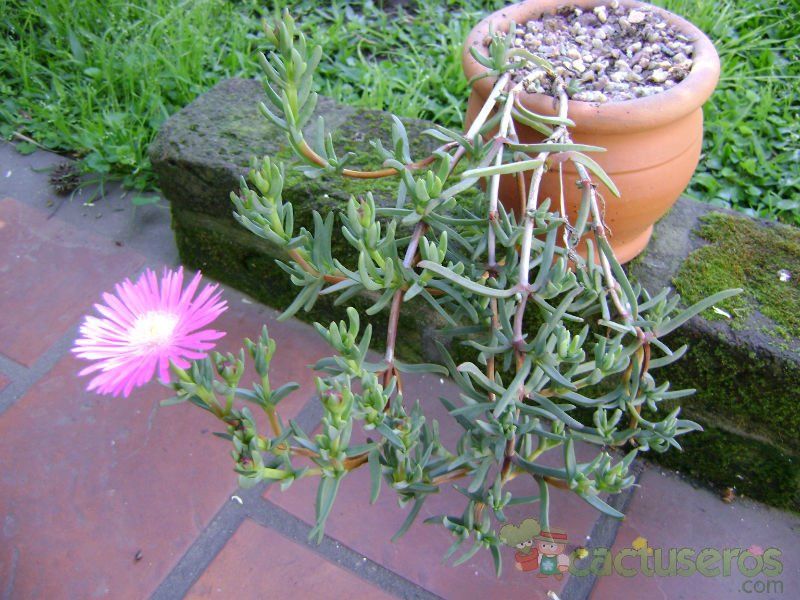 A photo of Lampranthus multiradiatus