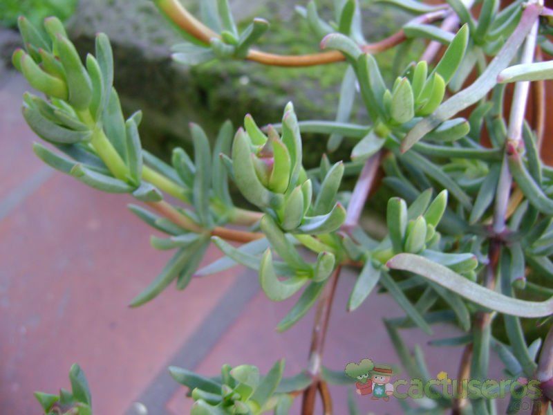 A photo of Lampranthus multiradiatus
