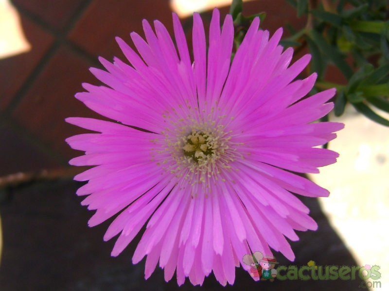A photo of Lampranthus multiradiatus
