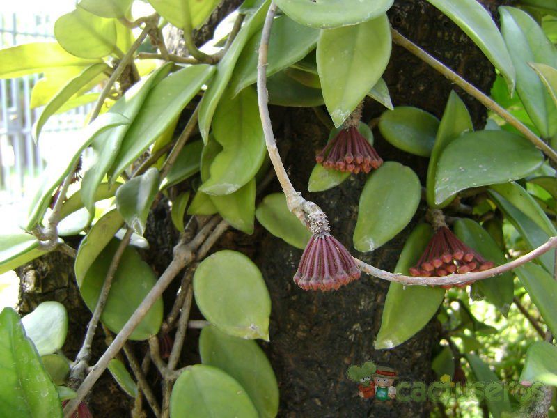 A photo of Hoya carnosa var. carnosa