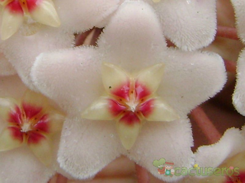 A photo of Hoya carnosa var. carnosa
