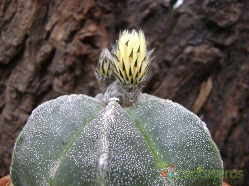 Una foto de Astrophytum myriostigma