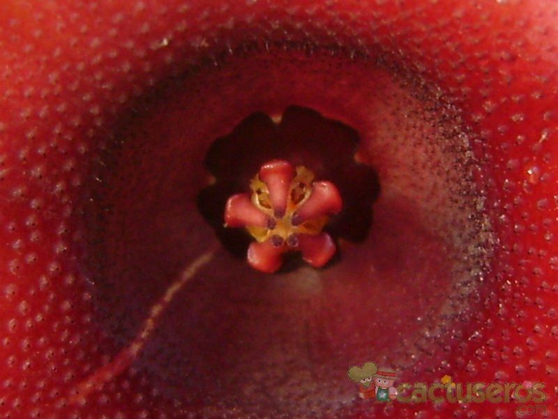 Una foto de Huernia schneideriana