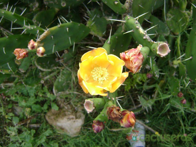 A photo of Opuntia arechavaletae