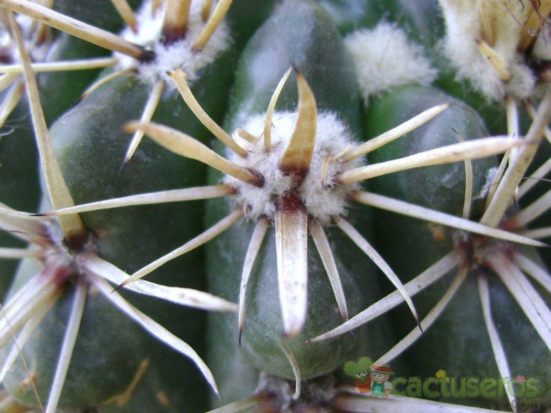 A photo of Parodia mammulosa subsp. submammulosus