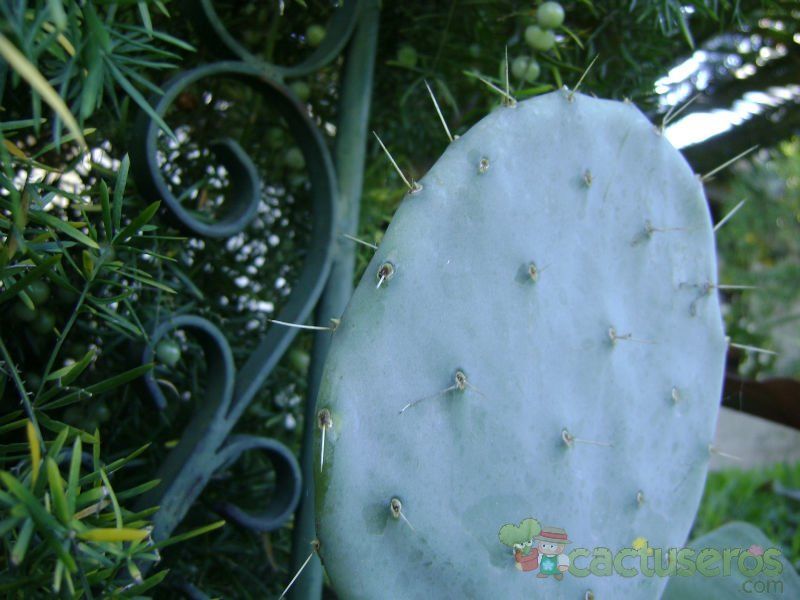 Una foto de Opuntia robusta