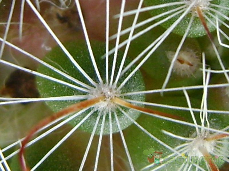 Una foto de Mammillaria zeilmanniana