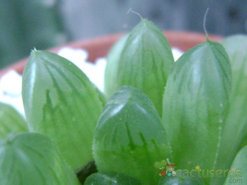 A photo of Haworthia cooperi var. truncata