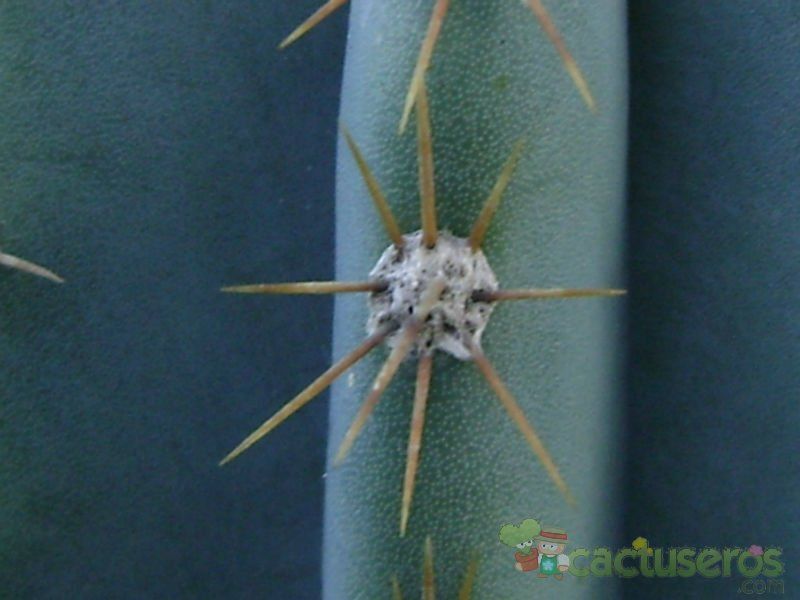 Una foto de Pilosocereus azulensis