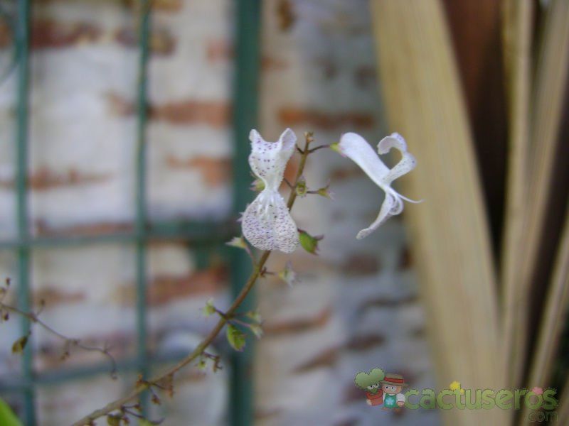 Una foto de Plectranthus verticillatus