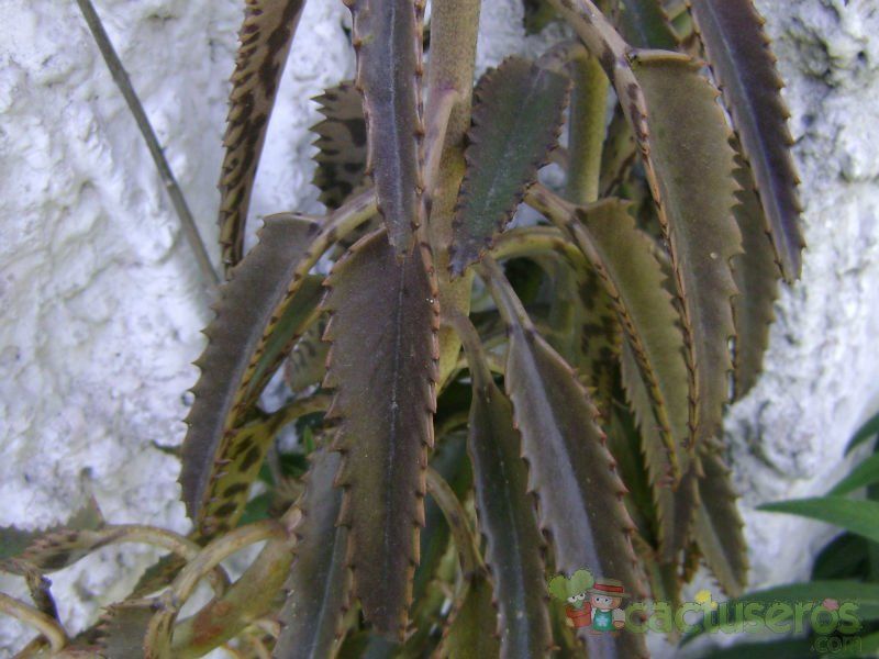 A photo of Bryophyllum x houghtonii