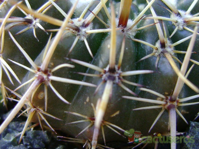 Una foto de Parodia mammulosa subsp. submammulosus