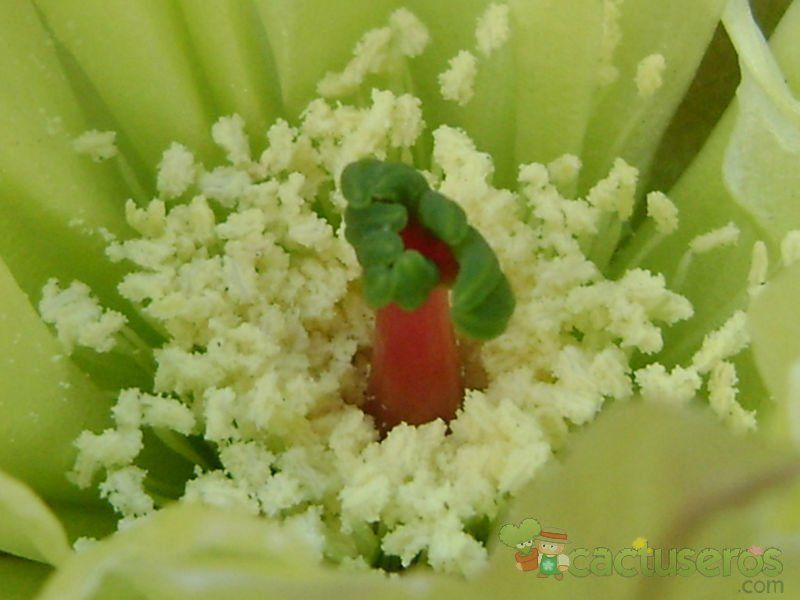 Una foto de Opuntia leucotricha