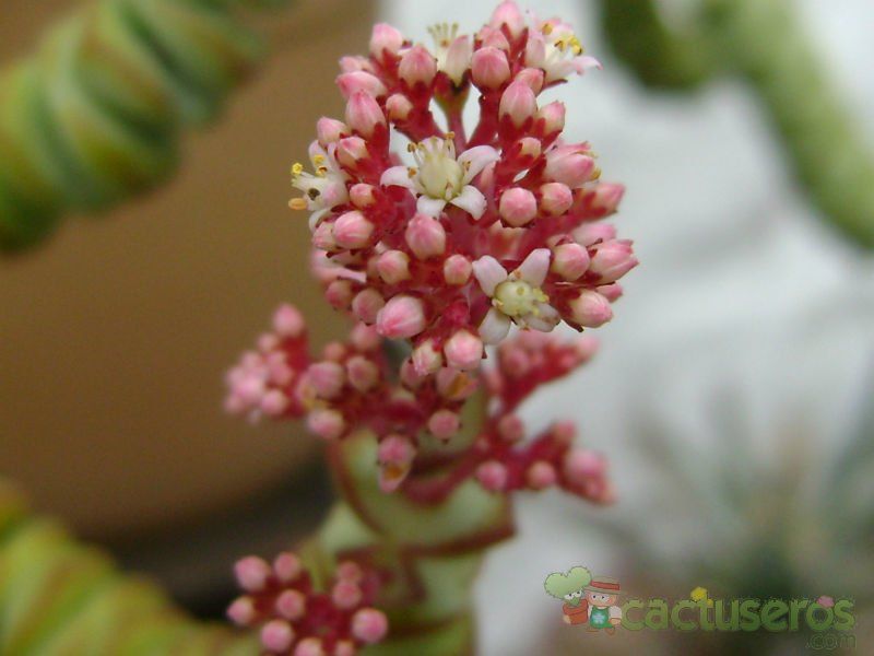 Una foto de Crassula rupestris ssp. marnieriana