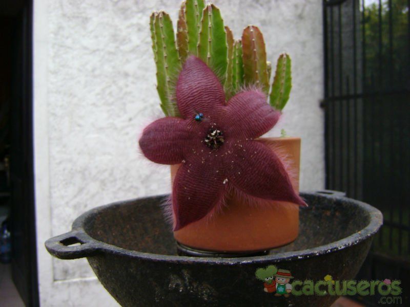 A photo of Stapelia grandiflora