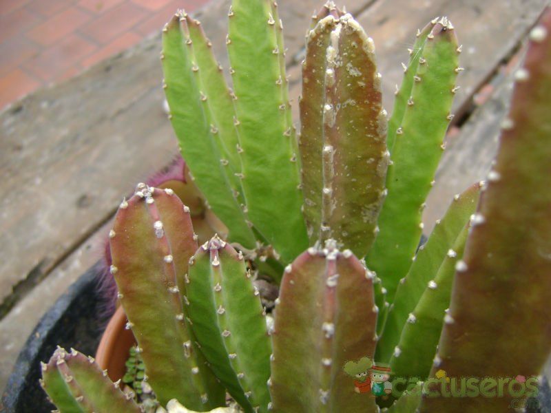 A photo of Stapelia grandiflora