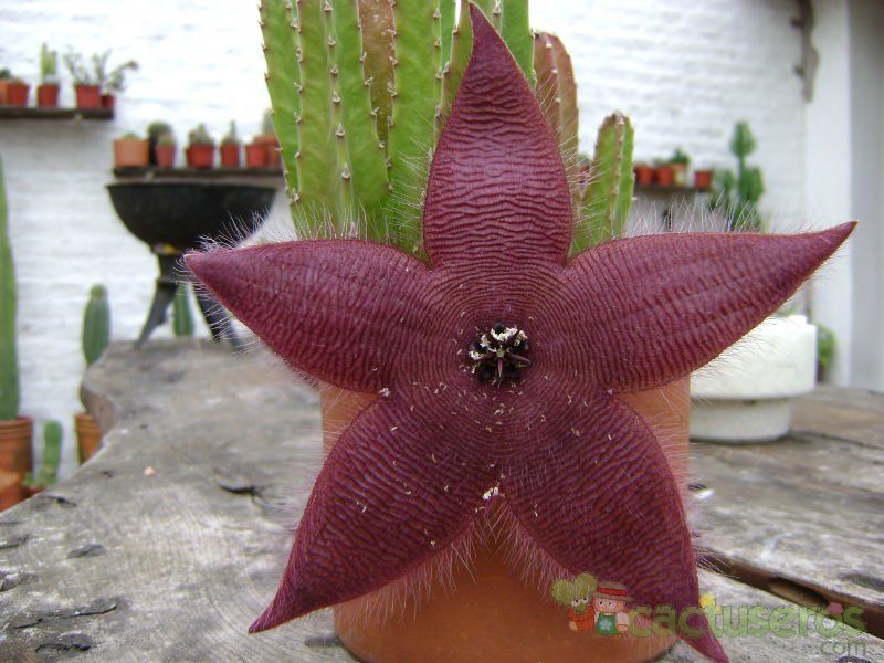 A photo of Stapelia grandiflora