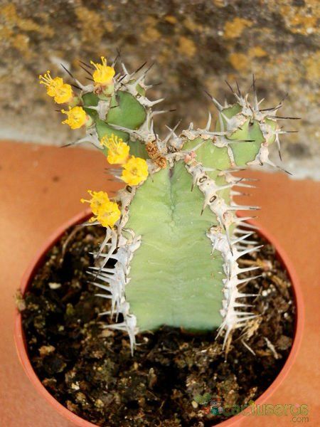 Una foto de Euphorbia avasmontana
