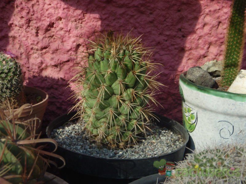 Una foto de Coryphantha glassii