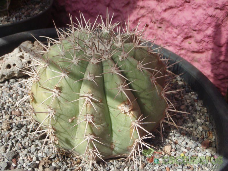 A photo of Melocactus salvadorensis