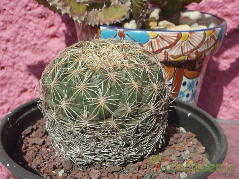 Una foto de Coryphantha pallida
