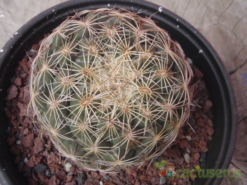 Una foto de Coryphantha pallida