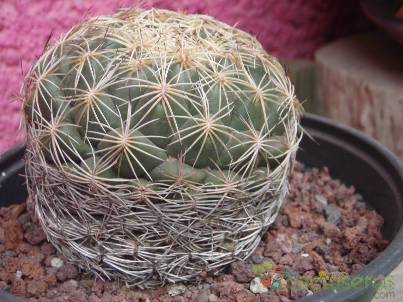 Una foto de Coryphantha pallida