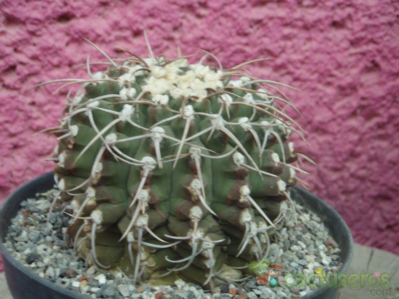 A photo of Gymnocalycium ochoterenae subsp. vatteri