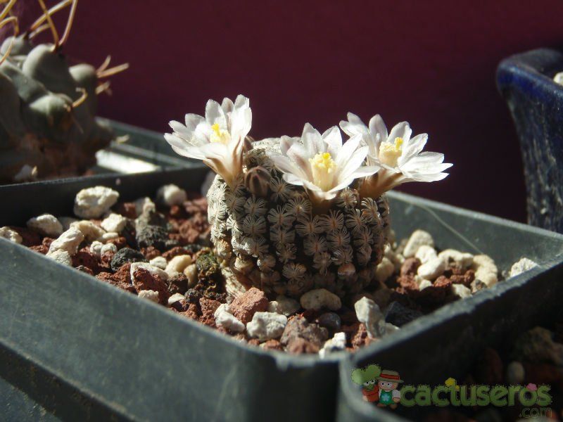 A photo of Mammillaria sanchez-mejoradae