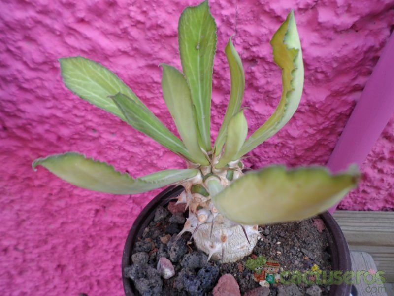 Una foto de Euphorbia venenifica