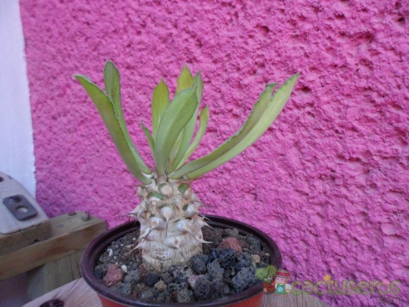 A photo of Euphorbia venenifica