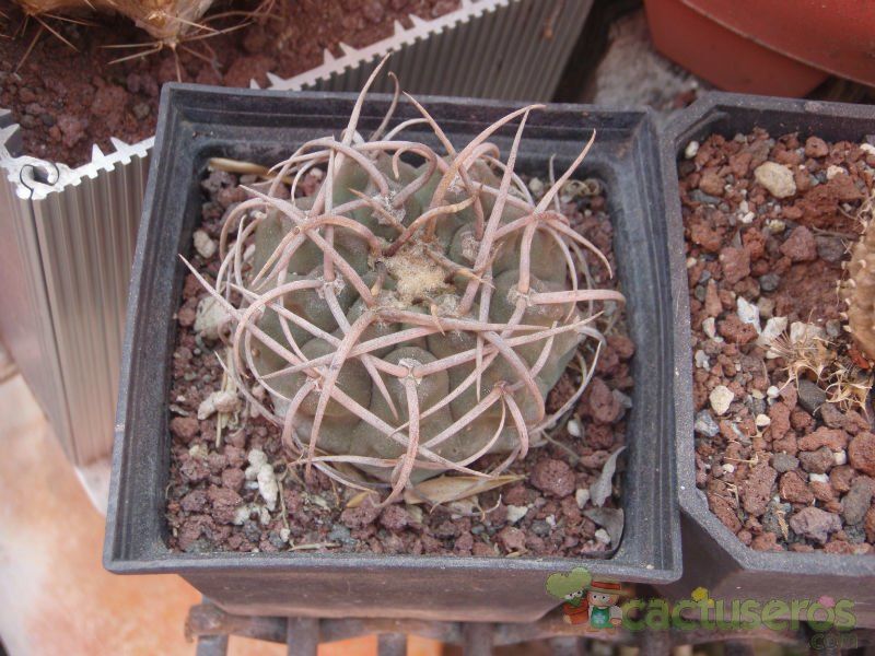 A photo of Gymnocalycium spegazzinii