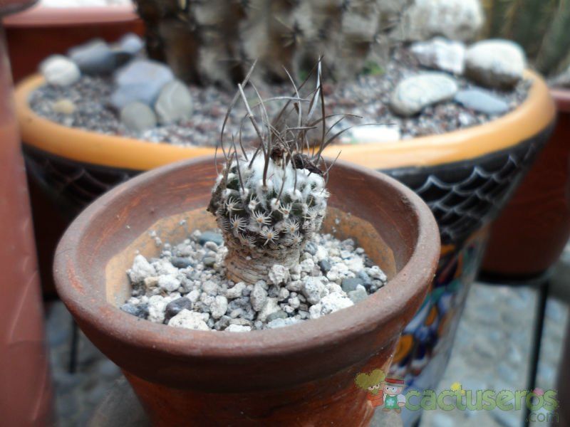 A photo of Turbinicarpus schmiedickeanus