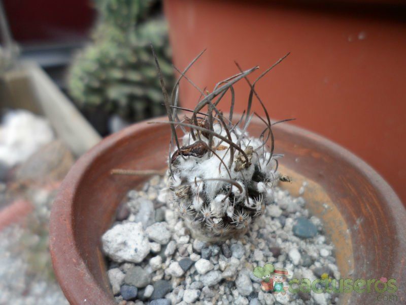 A photo of Turbinicarpus schmiedickeanus
