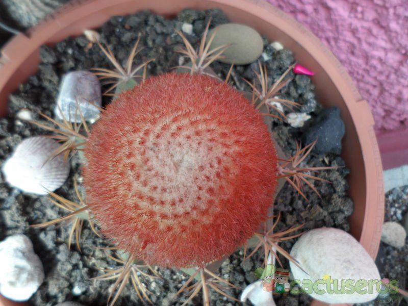 A photo of Melocactus bahiensis