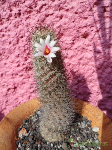 A photo of Mammillaria albicans subsp. fraileana