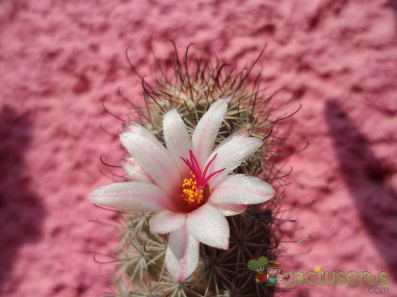 A photo of Mammillaria albicans subsp. fraileana