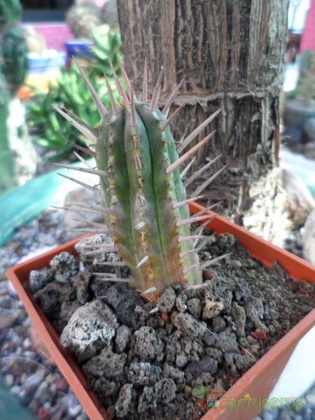 A photo of Euphorbia ferox