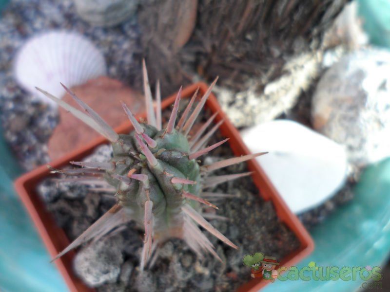 A photo of Euphorbia ferox