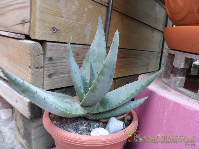 Una foto de Aloe aculeata