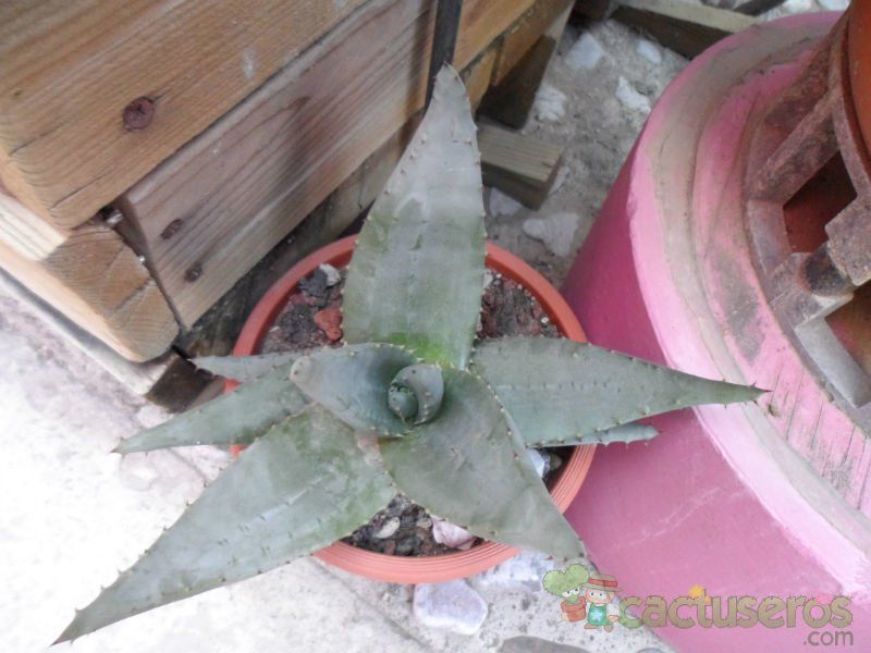 Una foto de Aloe aculeata