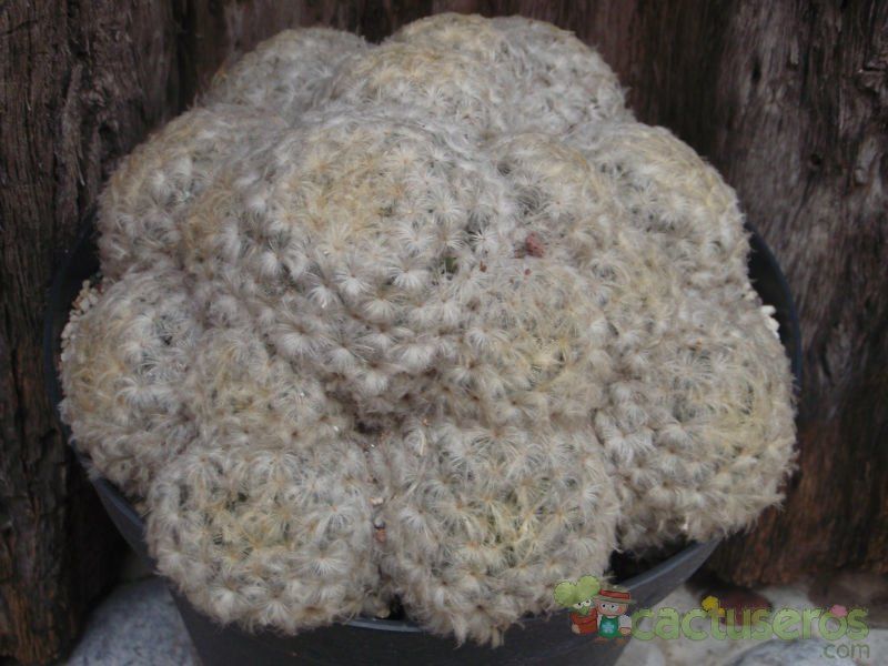 Una foto de Mammillaria plumosa