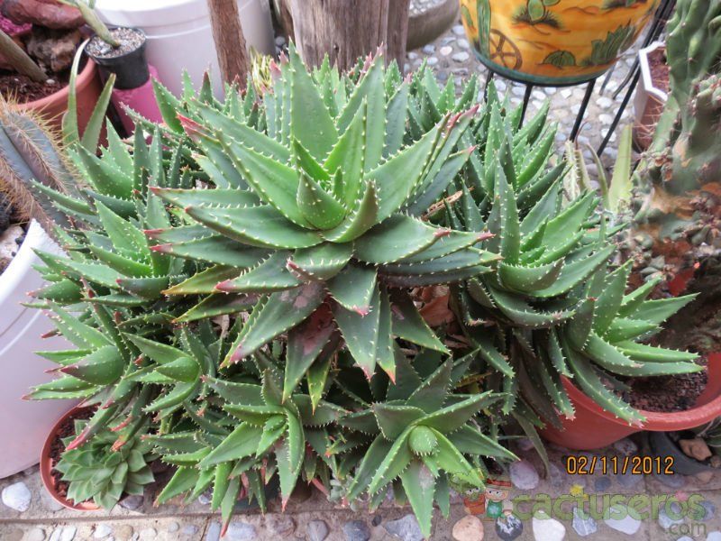 A photo of Aloe perfoliata 